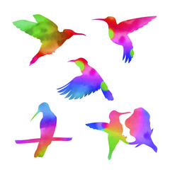 Vector watercolor colibri set