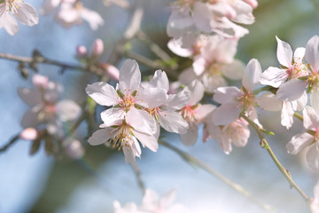 Fototapeta na wymiar Blooming - flowering fruit tree