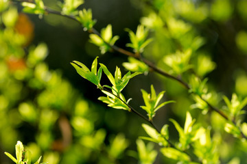Fresh young spring leaves