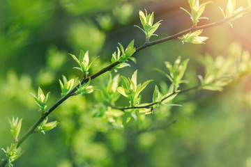 Beautiful nature - spring leaves