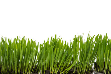 green grass isolated