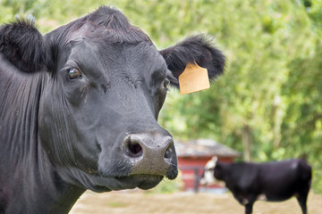 Close up of a black Angus cow head and ears with tag looking curious and staring in a field pasture paddock by a red barn  - 104084764