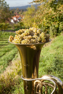 Alte Tuba mit Weintrauben im Weinberg