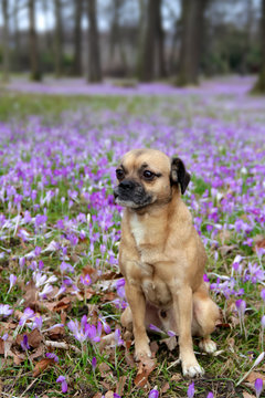 Mopsmix im Park mit Krokuswiese
