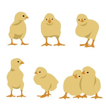 Set of chickens, vector, no gradient or opacity-effects