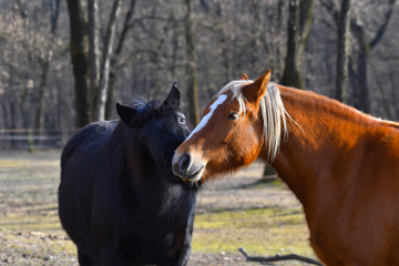 Fototapeta premium due cavalli sul prato
