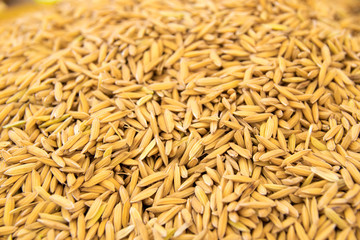 Close up Yellow rice seed nature background texture
