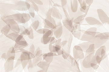 Abstract feathers on the white background.Used many layer.