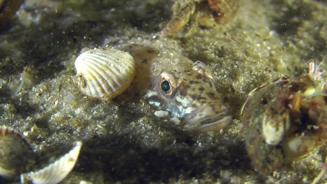 Portrait of partially buried Sand goby through which creep hermit crabs, close-up.

