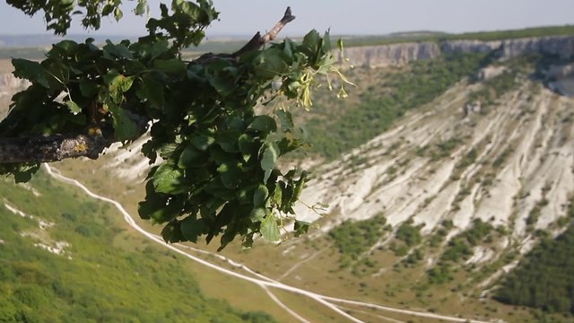 Ветка над каньоном