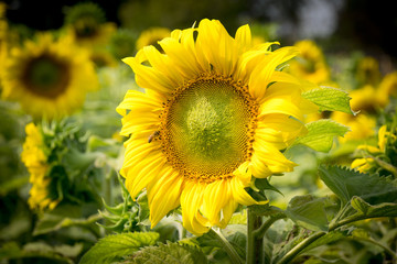 Fototapeta premium Beautiful sunflower and bee in garden farm
