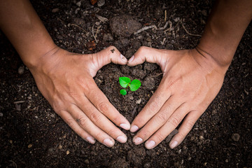 Preserving trees natural treatments be done with two hands.