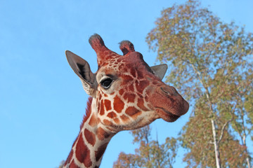 Giraffe photo