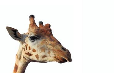 Giraffe photo