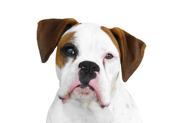 Isolated white and brown boxer canine dog face head with black eye patch and nose snout on pure white background looking curious watching waiting thinking patient straight view