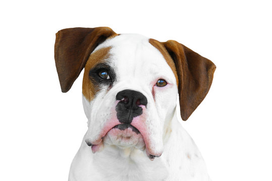 Isolated White And Brown Boxer Canine Dog Face Head With Black Eye Patch And Nose Snout On Pure White Background Looking Curious Watching Waiting Thinking Patient Straight View