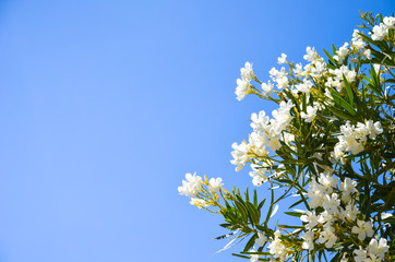On the island of Crete (Greece) grow beautiful white flowers