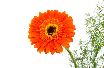 Gerber Daisy isolated