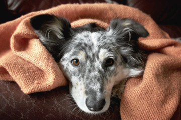 Border collie Australian shepherd dog canine under blanket on leather couch looking hopeful playful warm cozy happy cute - 104087588