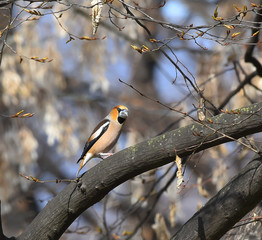 Fototapeta premium Frosone sul ramo nel bosco