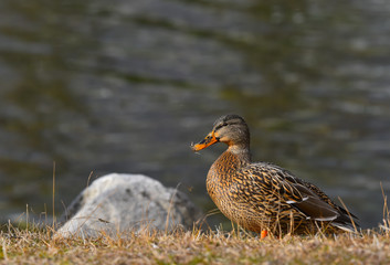 Germano reale femmina in riva al lago