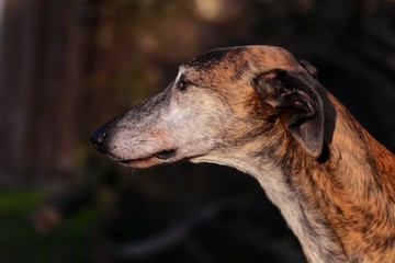 Galgo Espanol
