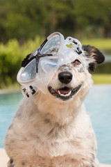 Border collie Australian shepherd mix dog canine at swimming pool wearing goggles snorkeling mask smiling looking happy excited joyful jovial ready to swim adventurous active