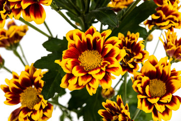 Yellow red chrysanthemum isolated