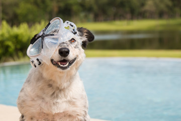 Border collie Australian shepherd mix dog canine at swimming pool wearing goggles snorkeling mask...