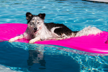 Border Collie Australian Shepherd mix dog canine laying lying on a pink inflatable float in a blue swimming pool looking relaxed happy goofy funny cute hot adventurous ready for summer