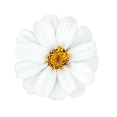Obraz premium Daisies flower head with yellow stamens isolated on white background