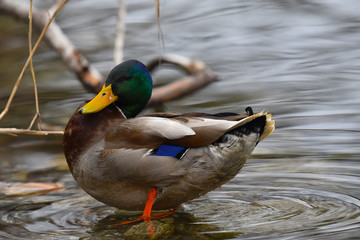 Germano reale maschio in primo piano