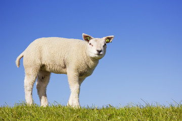 Naklejka na ściany i meble Texel lamb on the island of Texel, The Netherlands