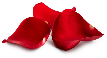 Petals of red rose