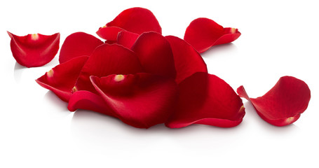 Fototapeta na wymiar Petals of red rose