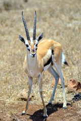 An antelope in Tanzania in the park of mikumi.
