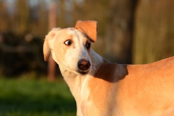 heller Windhund Welpe