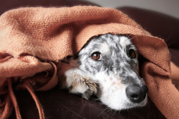 Border collie Australian shepherd dog canine pet hiding peeking out from under blanket on couch...