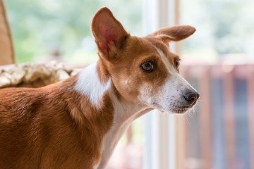 Basenji hound mix breed dog side view looking curious worried apprehensive alert uneasy uncertain unsure - 104089522