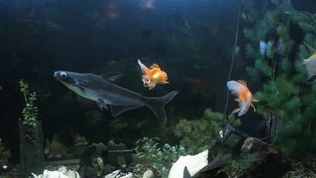 fish swim in a small aquarium