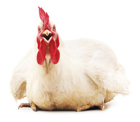 White rooster.