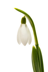 beautiful snowdrop flower