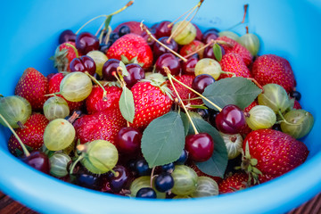 Mix of fresh and juicy berries from the summer garden in the blue dishes