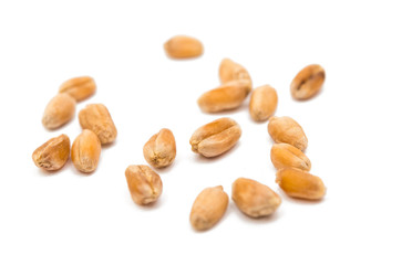 wheat grain isolated