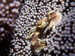 crab under the sea