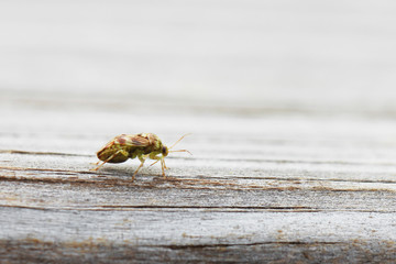Single lone tarnished plant bug insect parasite agricultural pest that eats small fruits and vegetables closeup side view outside on wood