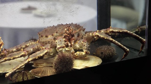Big king crab in aquarium on the kitchen