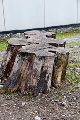 старый пень и коряга засохшая