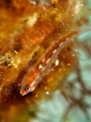 Obraz na płótnie Canvas gobyfish on the sea anemone