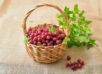 Red gooseberries